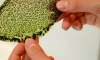 artificial-leaf