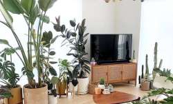 World Environment Day 2020: 5 indoor plants that will purify air in your home