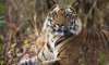 man eater tiger kills 10 yr old in up