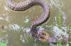 Snakes were spotted in many houses after the water levels