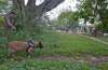 The five German Shepherd dogs of a single family, including
