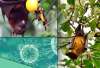 The nomenclature of Nipah virus, or NiV, originated from