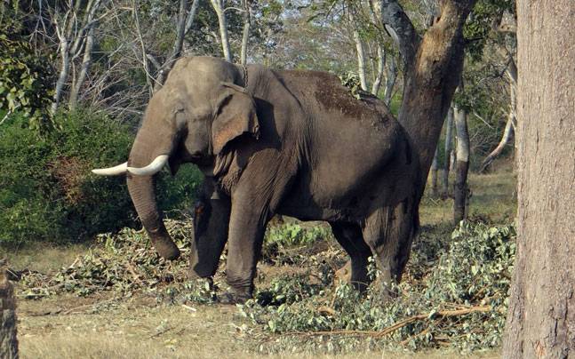Man killed by wild elephant in Chhattisgarh's Korba