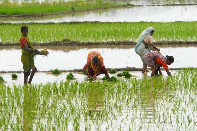 Crop production decreases in Gujarat, hints socio-economic