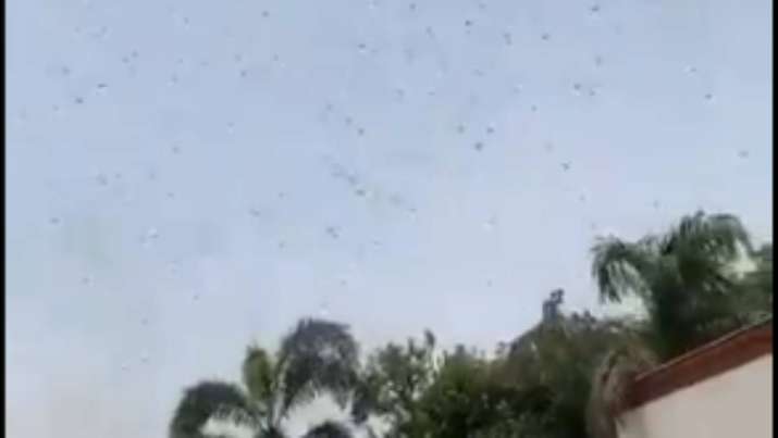 Swarm of locust over Virender Sehwag's residence.